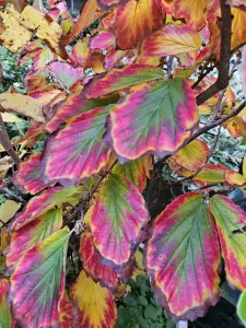 Christy 05 Herfst is er weer